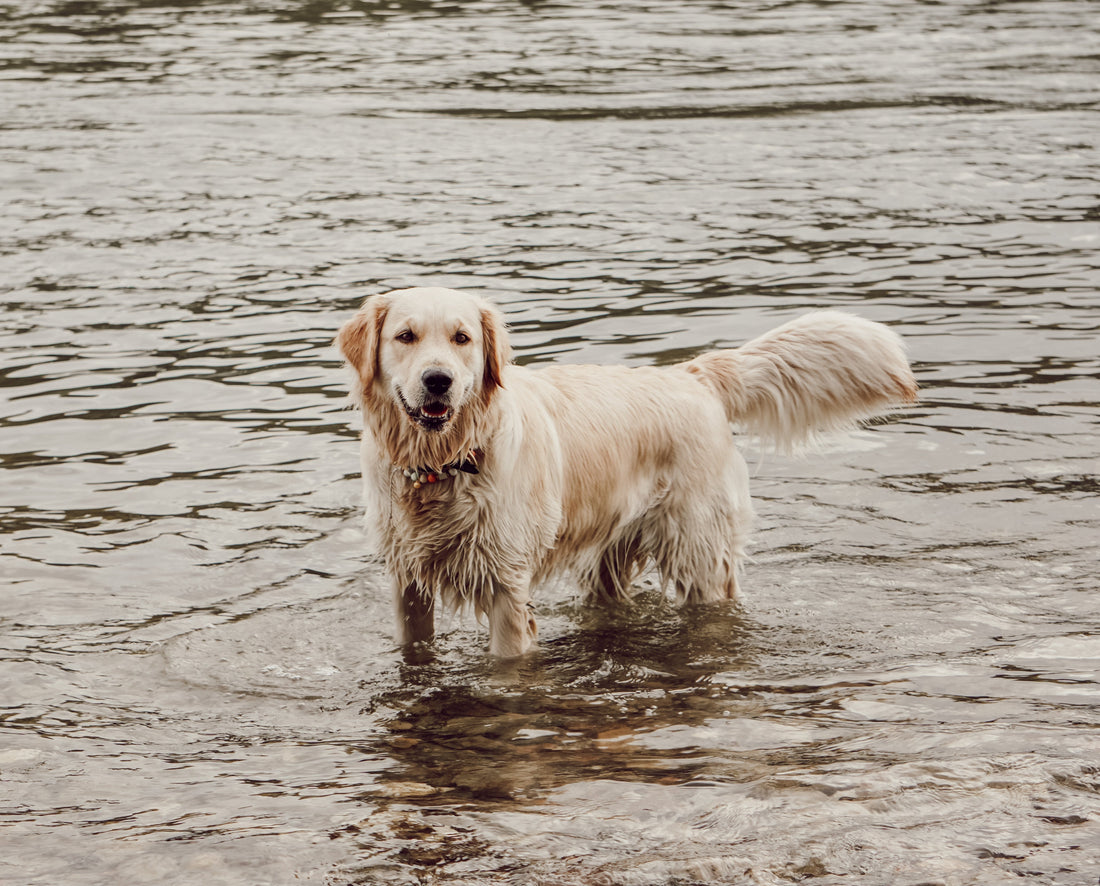 🐾 Blogartikel: “Sommer, Sonne, Hundeglück – so schützt du deinen Vierbeiner bei Hitze”