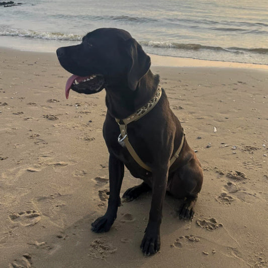 Biothane Geschirr "Weekend" Für große Hunde. Stylisch & Stabil